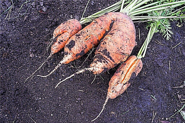 Ceea ce duce la fisurarea morcovilor