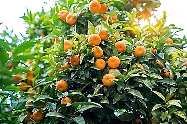 Growing Unshiu Mandarin