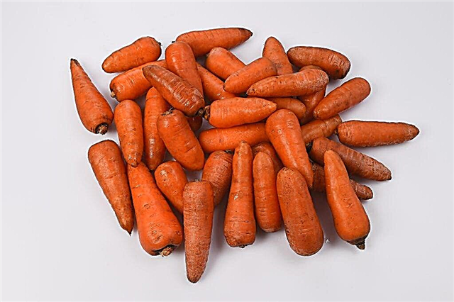 Description of the Red Cor carrot variety