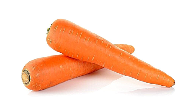 Zanahorias Rote Riesen
