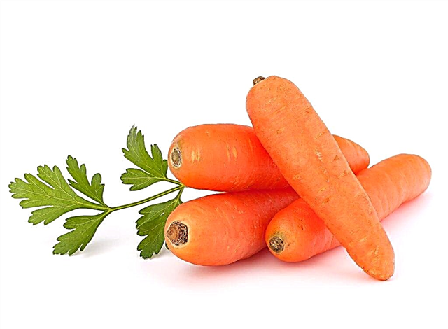 Cultivar zanahorias Solomon F1