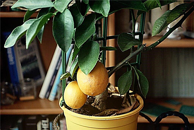 Growing a lemon tree at home
