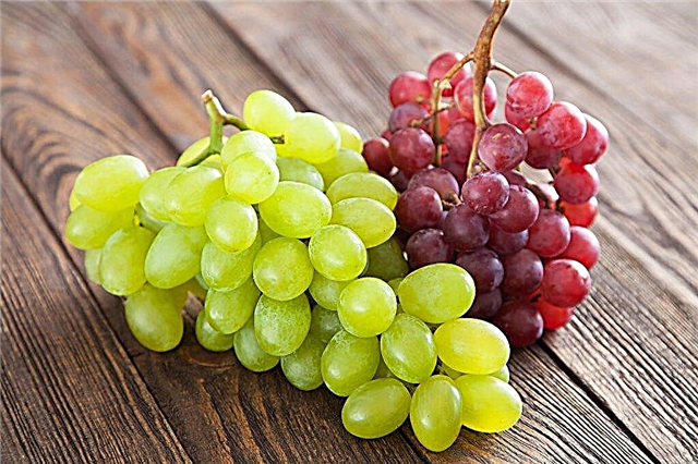 É possível comer uvas com sementes
