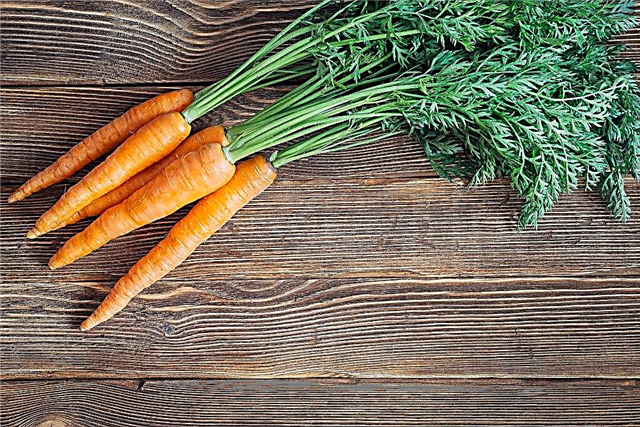 The benefits and harms of carrot tops