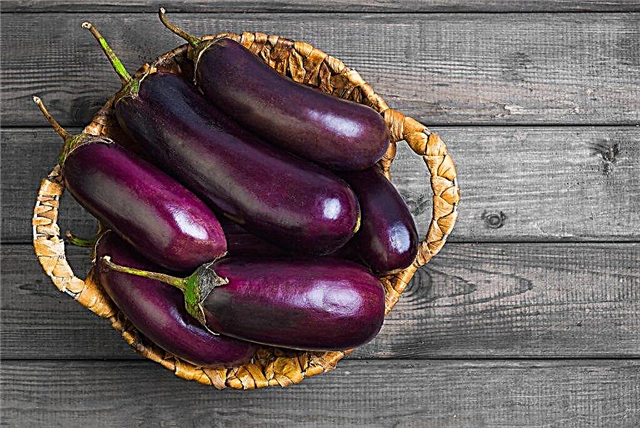 Fordelene ved aubergine til gastritis og diabetes