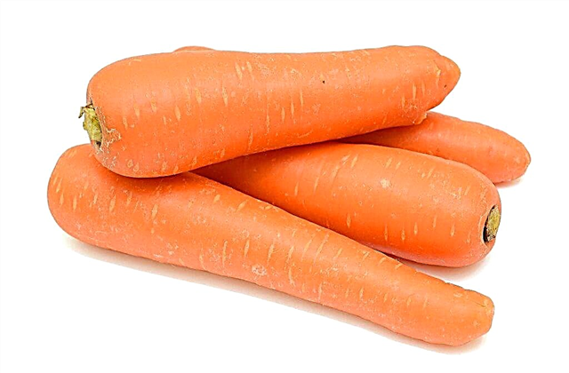 Growing carrot varieties Laguna F1
