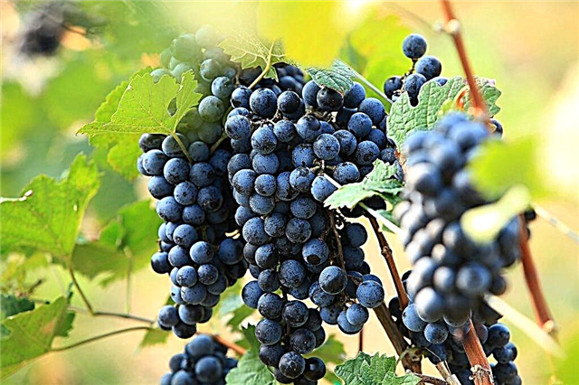 The most popular early grape varieties