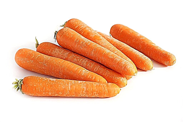 Karakteristika af Nantes gulerødder