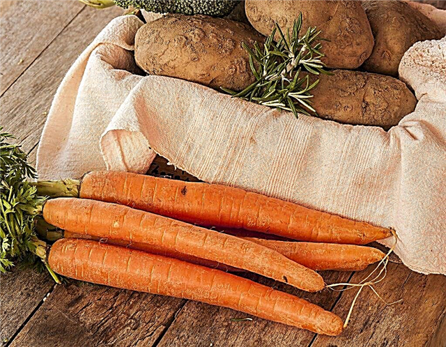 Starch content in carrots