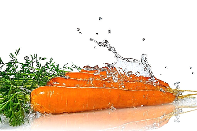 Características de regar as cenouras após a germinação