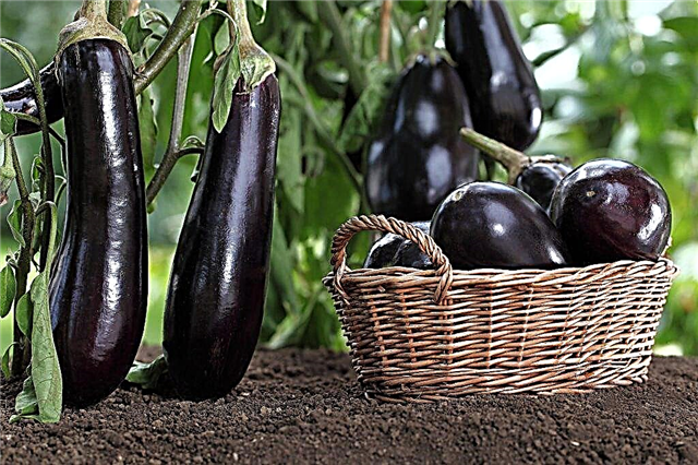 Features of picking eggplants in 2018