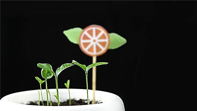 Cultivar uma tangerina a partir de um osso em casa