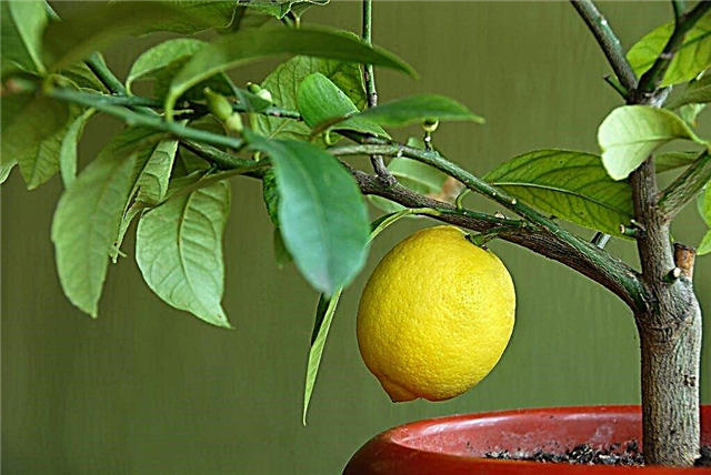 Regras de rega de limão em casa