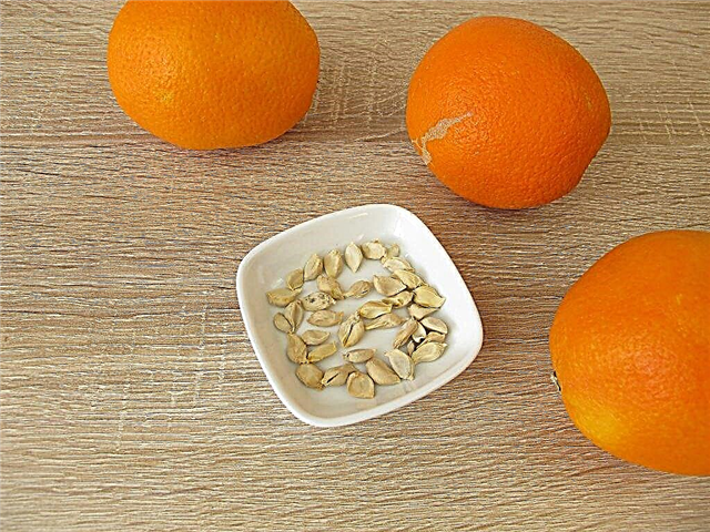 Características de cultivar una naranja a partir de una semilla en casa
