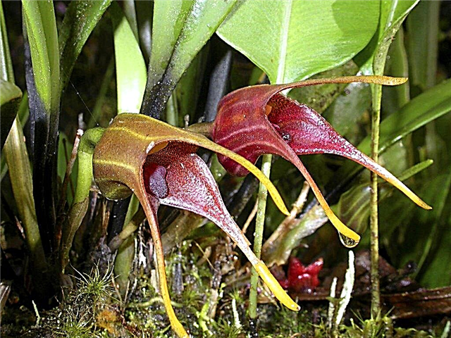 How to care for the Masdevallia orchid