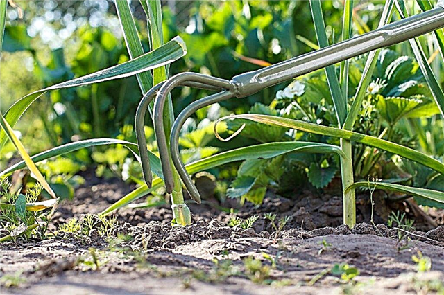 The timing of digging garlic in the Moscow region