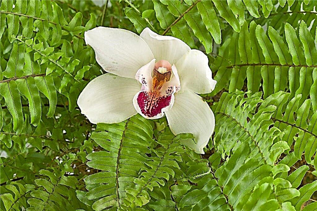 Merkmale der Orchidee und des Farns