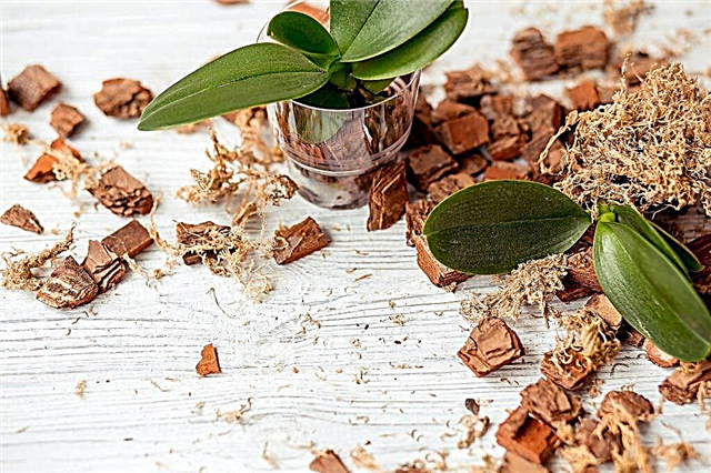 How to use bark for phalaenopsis