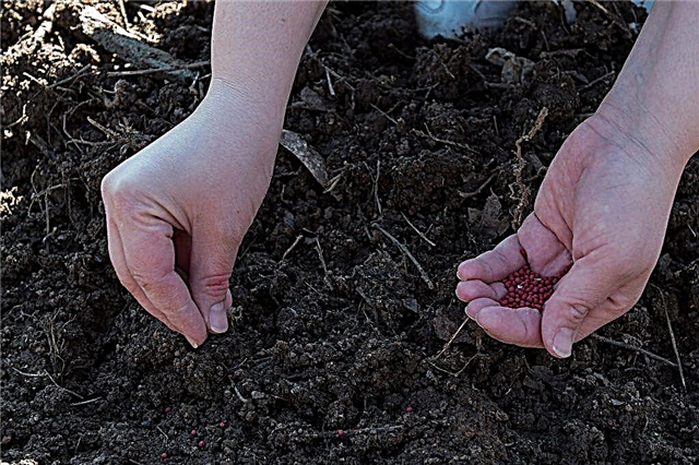 Funksjoner ved å plante gulrøtter i Ural