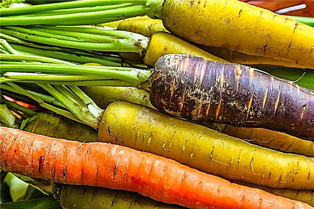 Variétés populaires de carottes