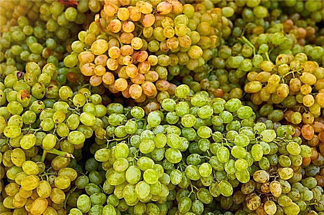 Descripción de las variedades de uva Kishmish