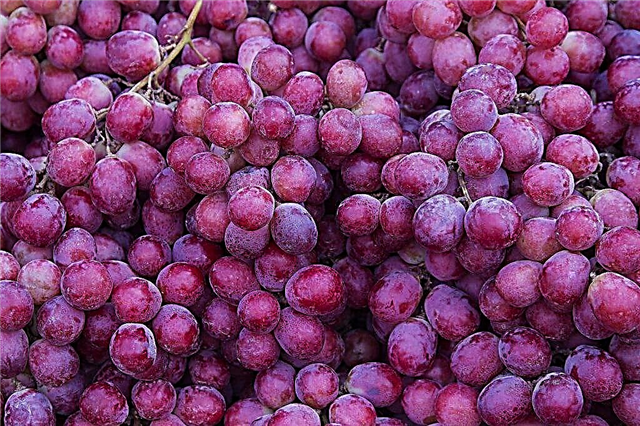 Moscou a découvert des raisins