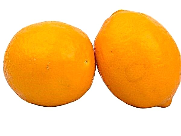 Citron Orange Comment Sappelle T Il Jardinage
