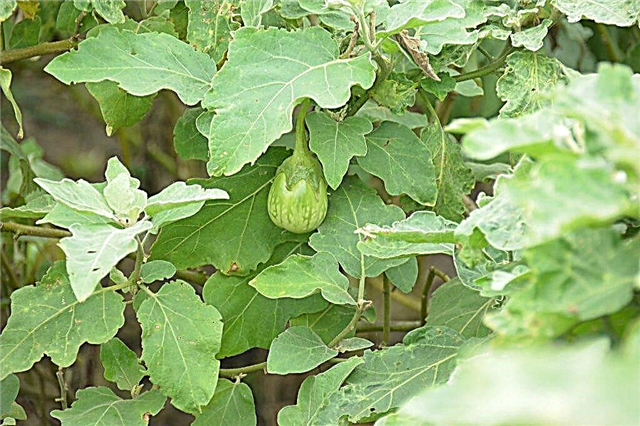 Planting eggplant according to the lunar calendar for 2018