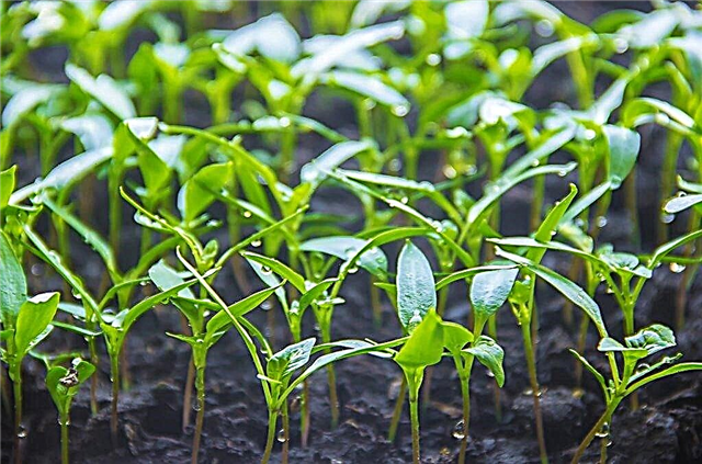 Features of sowing seedlings of eggplants and peppers
