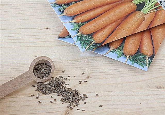 Determining the timing of planting carrots in May 2018