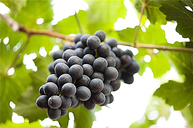 Conditions for keeping grapes in autumn
