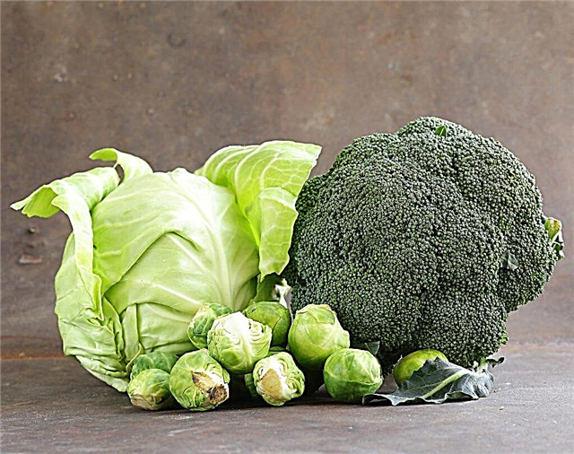 Growing broccoli cabbage fiesta