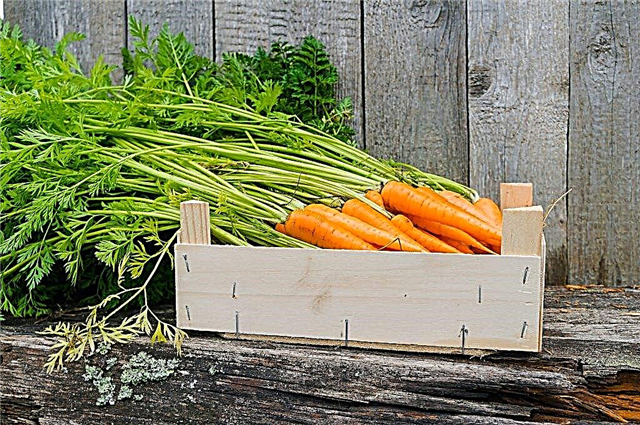 Formas de almacenar zanahorias para el invierno