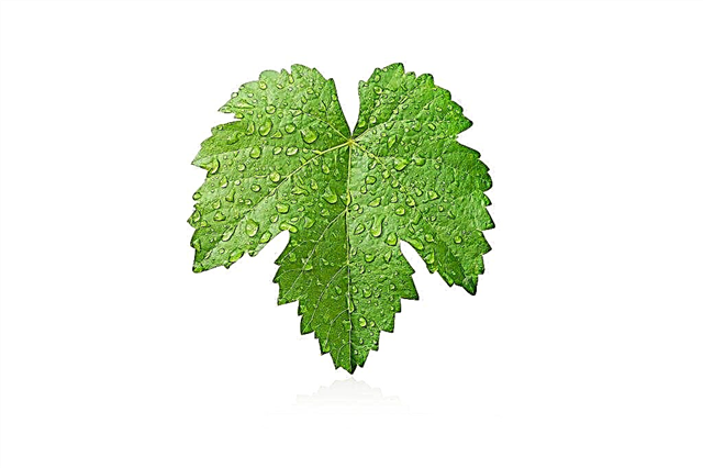 Useful properties of grape leaf