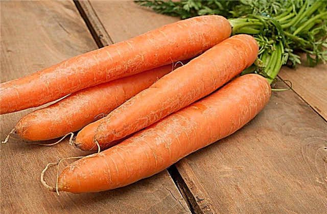 Description de la carotte Nandrin F1