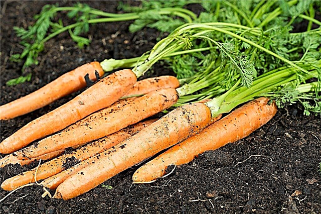 Описание на морковите от Самсон
