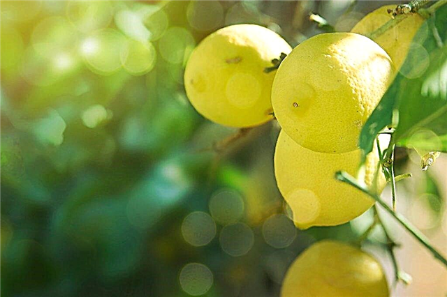 Descripción de variedades de limones.