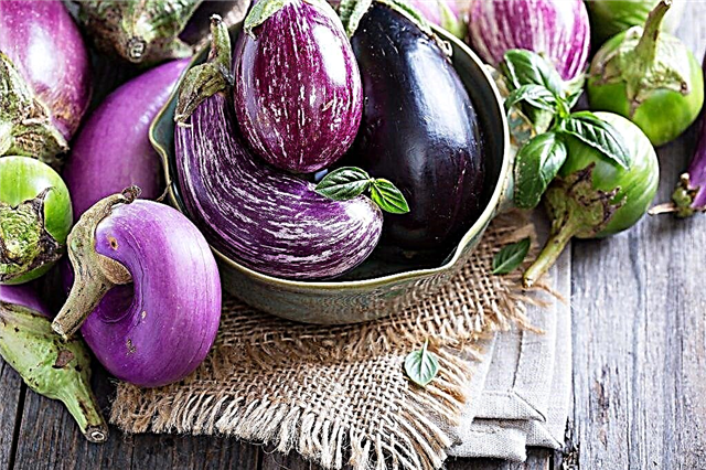De bästa sorterna av aubergine för odling av Moskva-regionen