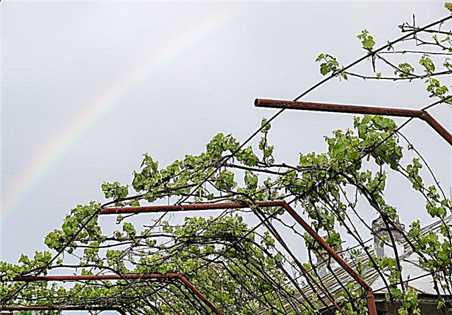 Building a canopy for grapes with your own hands