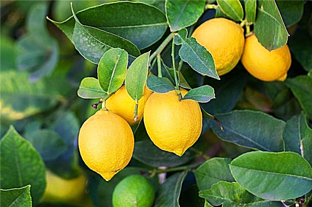 Výsadba citróna doma