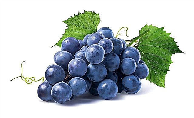 Las uvas son frutas o bayas.