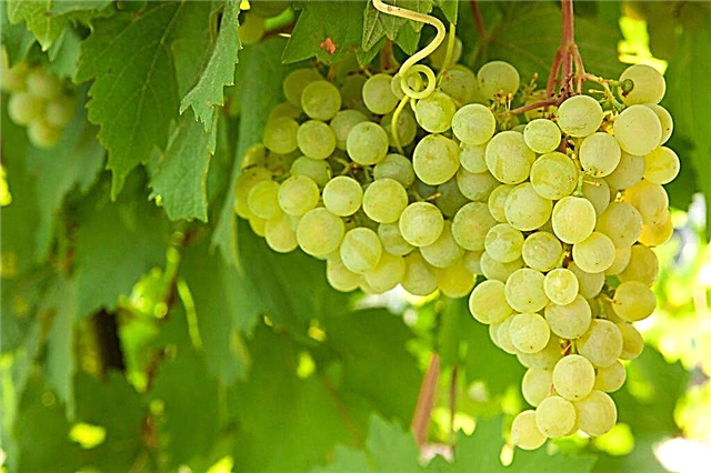 Characteristics of Aligote grapes