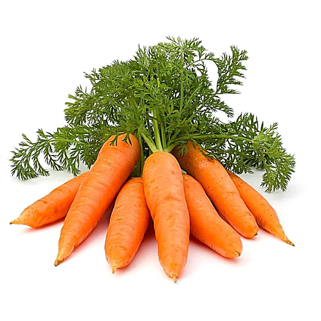 Carrot planting dates in April 2019