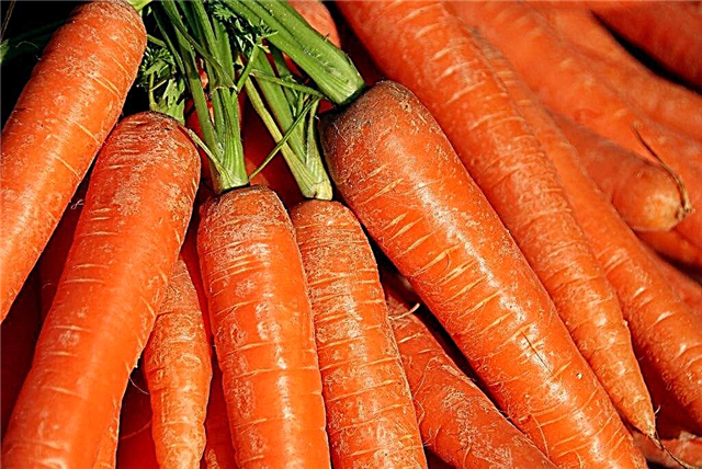 Ominaisuudet Losinoostrovskaya porkkanat