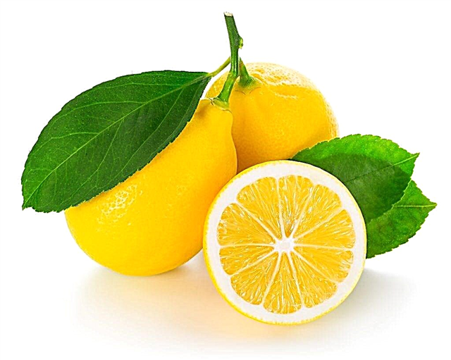Fordelene og skadene ved citron under graviditeten