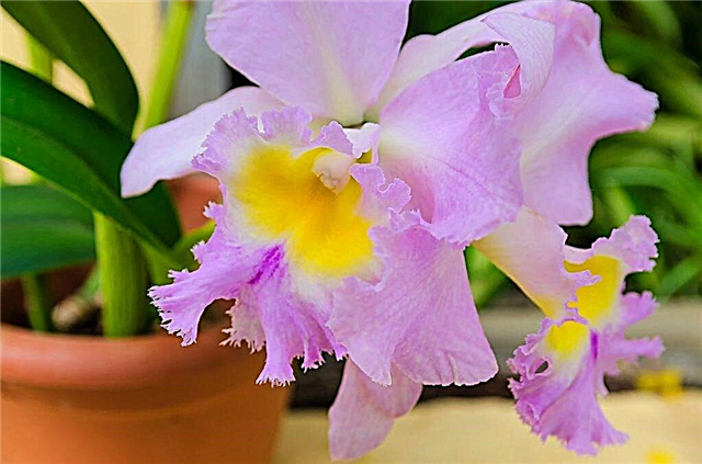 Regras de plantio de orquídeas em casa
