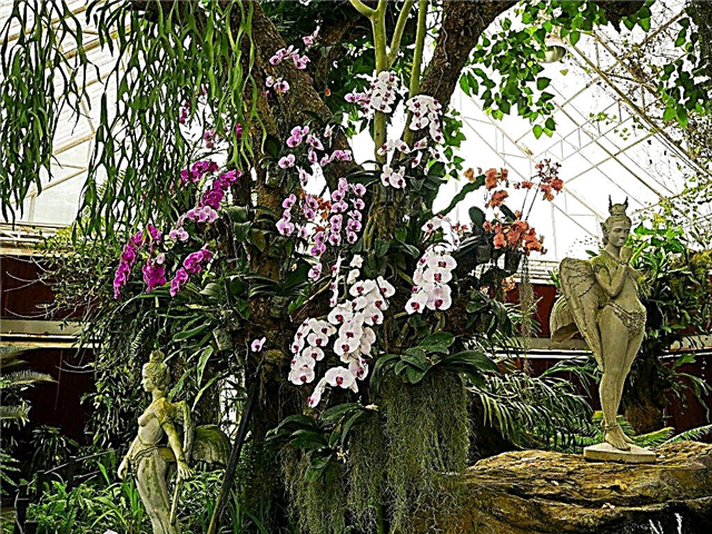 Espèces d'orchidées inhabituelles et rares