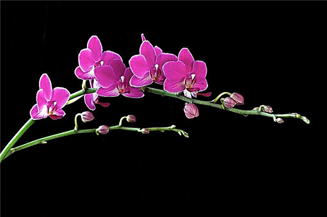 Orchid flower stalk