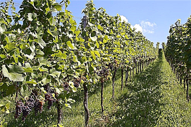 Viinamarjapõõsaste vaheline kaugus