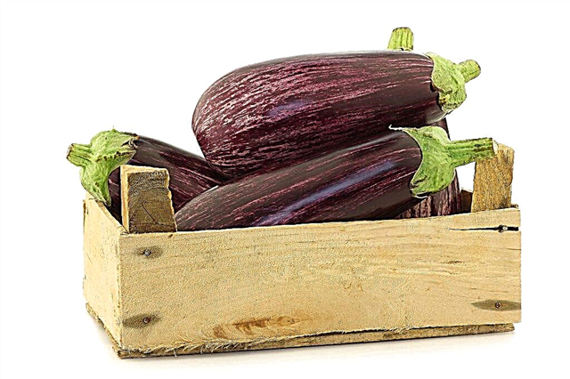 Storing fresh eggplants